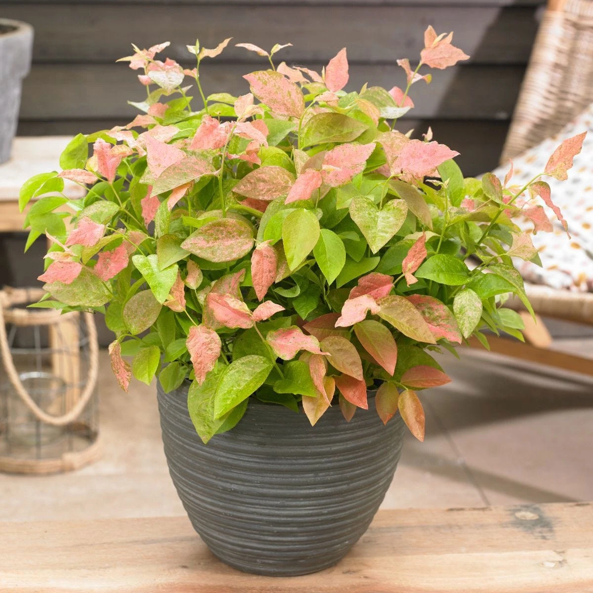 Thompson & Morgan Blueberry (Vaccinium) Flamingo 9cm Pot X 3 1 Thompson & Morgan Blueberry (Vaccinium) Flamingo 9cm Pot X 3