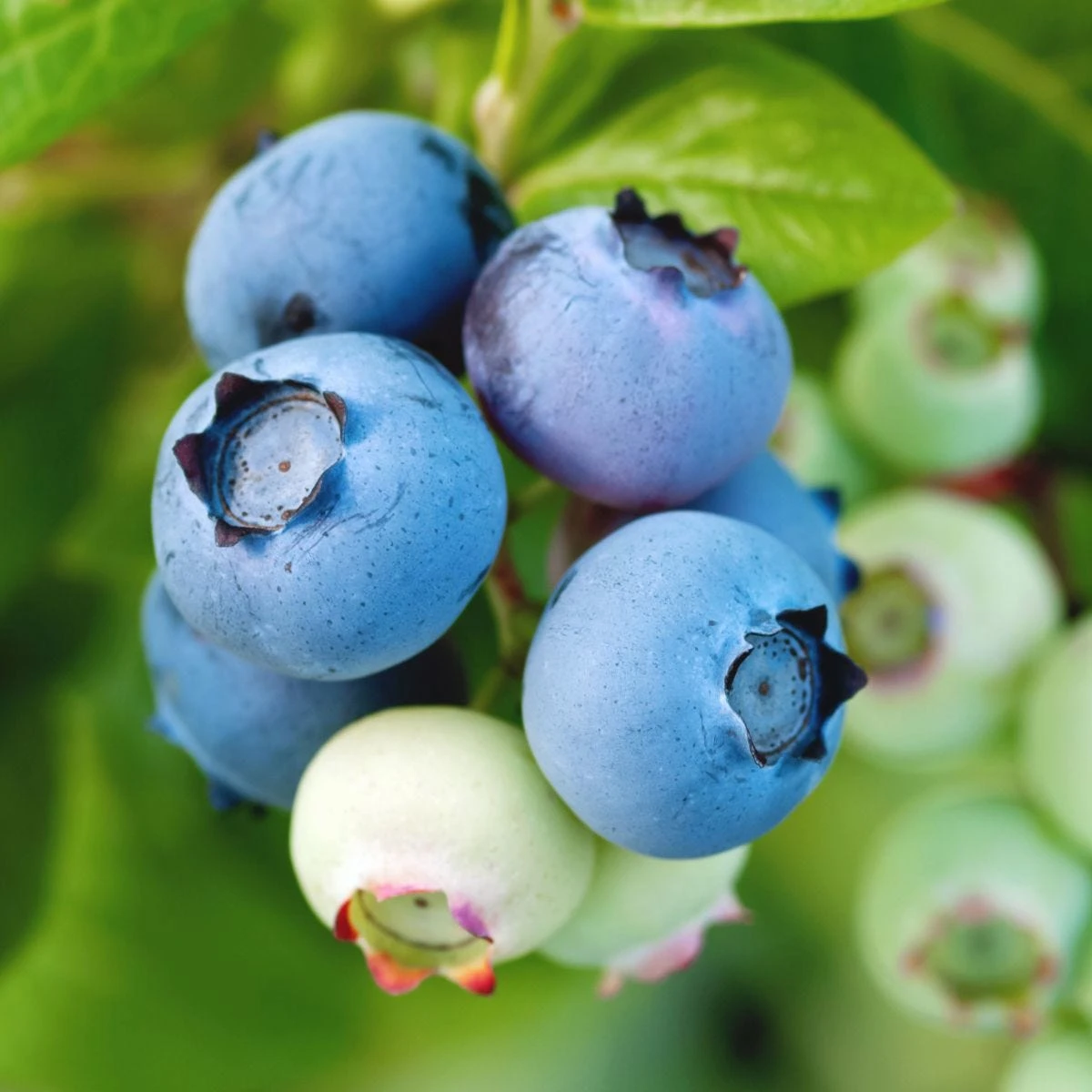 Thompson & Morgan Blueberry (Vaccinium) Flamingo 9cm Pot X 3 2 Thompson & Morgan Blueberry (Vaccinium) Flamingo 9cm Pot X 3 - Image 2