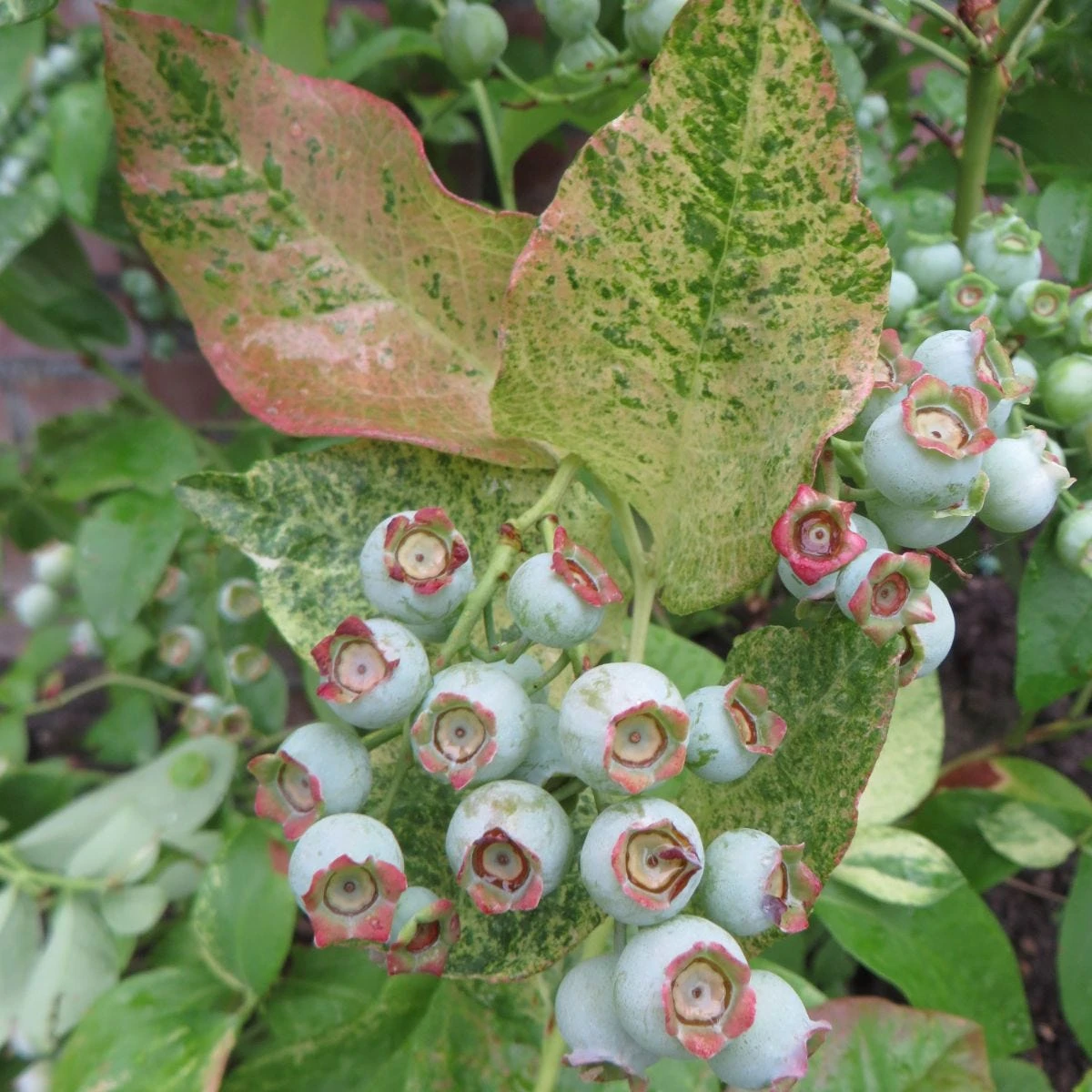 Thompson & Morgan Blueberry (Vaccinium) Flamingo 9cm Pot X 3 3 Thompson & Morgan Blueberry (Vaccinium) Flamingo 9cm Pot X 3 - Image 3