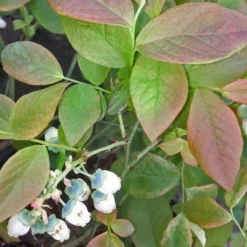 Thompson & Morgan Blueberry (Vaccinium) Flamingo 9cm Pot X 3 8 Thompson & Morgan Blueberry (Vaccinium) Flamingo 9cm Pot X 3 -Garden Tools Shop 395268 4 1