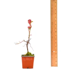 Thompson & Morgan Blueberry (Vaccinium) Flamingo 9cm Pot X 3 9 Thompson & Morgan Blueberry (Vaccinium) Flamingo 9cm Pot X 3 -Garden Tools Shop 395268 5 1