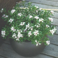 Thompson & Morgan Daphne Transatlantica Eternal Fragrance 12cm Pot X 1