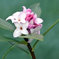 Thompson & Morgan Daphne Transatlantica Eternal Fragrance 12cm Pot X 2 -Garden Tools Shop 395283 10 1