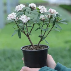 Thompson & Morgan Daphne Transatlantica Eternal Fragrance 12cm Pot X 2 -Garden Tools Shop 395283 11 1