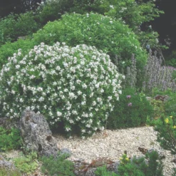 Thompson & Morgan Daphne Transatlantica Eternal Fragrance 12cm Pot X 2 -Garden Tools Shop 395283 3 1