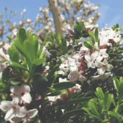 Thompson & Morgan Daphne Transatlantica Eternal Fragrance 12cm Pot X 2 -Garden Tools Shop 395283 4 1