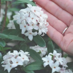 Thompson & Morgan Daphne Transatlantica Eternal Fragrance 12cm Pot X 2 -Garden Tools Shop 395283 5 1