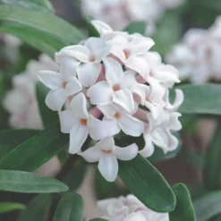 Thompson & Morgan Daphne Transatlantica Eternal Fragrance 12cm Pot X 2 -Garden Tools Shop 395283 6 1