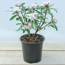 Thompson & Morgan Daphne Transatlantica Eternal Fragrance 12cm Pot X 2 -Garden Tools Shop 395283 7 1