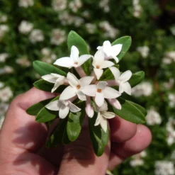 Thompson & Morgan Daphne Transatlantica Eternal Fragrance 12cm Pot X 2 -Garden Tools Shop 395283 8 1