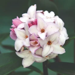 Thompson & Morgan Daphne Transatlantica Eternal Fragrance 12cm Pot X 2 -Garden Tools Shop 395283 9 1