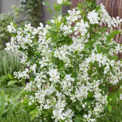 Thompson & Morgan Exochorda 'Blushing Pearl' X 3 -Garden Tools Shop 395291 3 1
