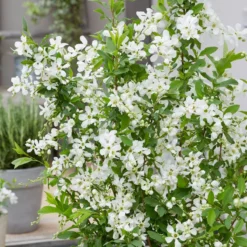 Thompson & Morgan Exochorda 'Blushing Pearl' X 3 -Garden Tools Shop 395291 4 1