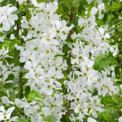 Thompson & Morgan Exochorda 'Blushing Pearl' X 3 -Garden Tools Shop 395291 5 1
