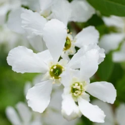 Thompson & Morgan Exochorda 'Blushing Pearl' X 3 -Garden Tools Shop 395291 7 1