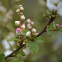 Thompson & Morgan Exochorda 'Blushing Pearl' X 3 -Garden Tools Shop 395291 8 1
