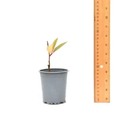 Thompson & Morgan Exochorda 'Blushing Pearl' X 3 -Garden Tools Shop 395291 9 1