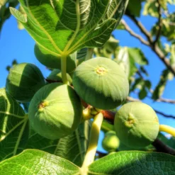 Thompson & Morgan Fig (Ficus) Carica (Green Fig) 9cm Pot X 2 -Garden Tools Shop 395293 3 1