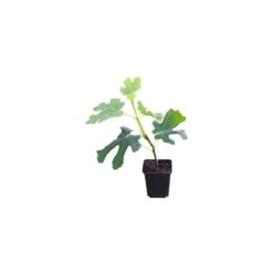 Thompson & Morgan Fig (Ficus) Carica (Green Fig) 9cm Pot X 2 -Garden Tools Shop 395293 7 1