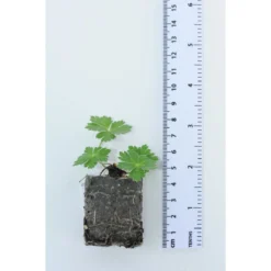 Thompson & Morgan Geranium Rozanne 6 Jumbo Plugs -Garden Tools Shop 395296 10 2