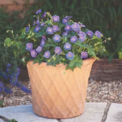 Thompson & Morgan Geranium Rozanne 6 Jumbo Plugs