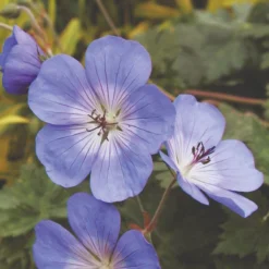 Thompson & Morgan Geranium Rozanne 6 Jumbo Plugs -Garden Tools Shop 395296 3 2