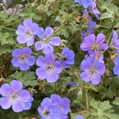 Thompson & Morgan Geranium Rozanne 6 Jumbo Plugs -Garden Tools Shop 395296 4 2