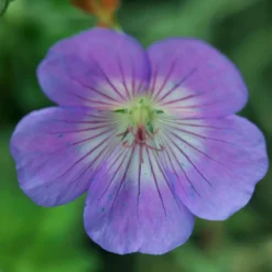 Thompson & Morgan Geranium Rozanne 6 Jumbo Plugs -Garden Tools Shop 395296 5 2