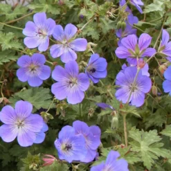 Thompson & Morgan Geranium Rozanne 6 Jumbo Plugs -Garden Tools Shop 395296 6 2