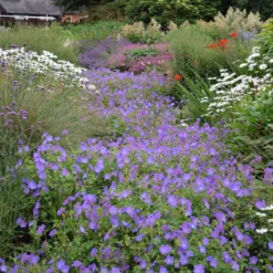 Thompson & Morgan Geranium Rozanne 6 Jumbo Plugs -Garden Tools Shop 395296 8 2