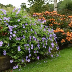 Thompson & Morgan Geranium Rozanne 6 Jumbo Plugs -Garden Tools Shop 395296 9 2