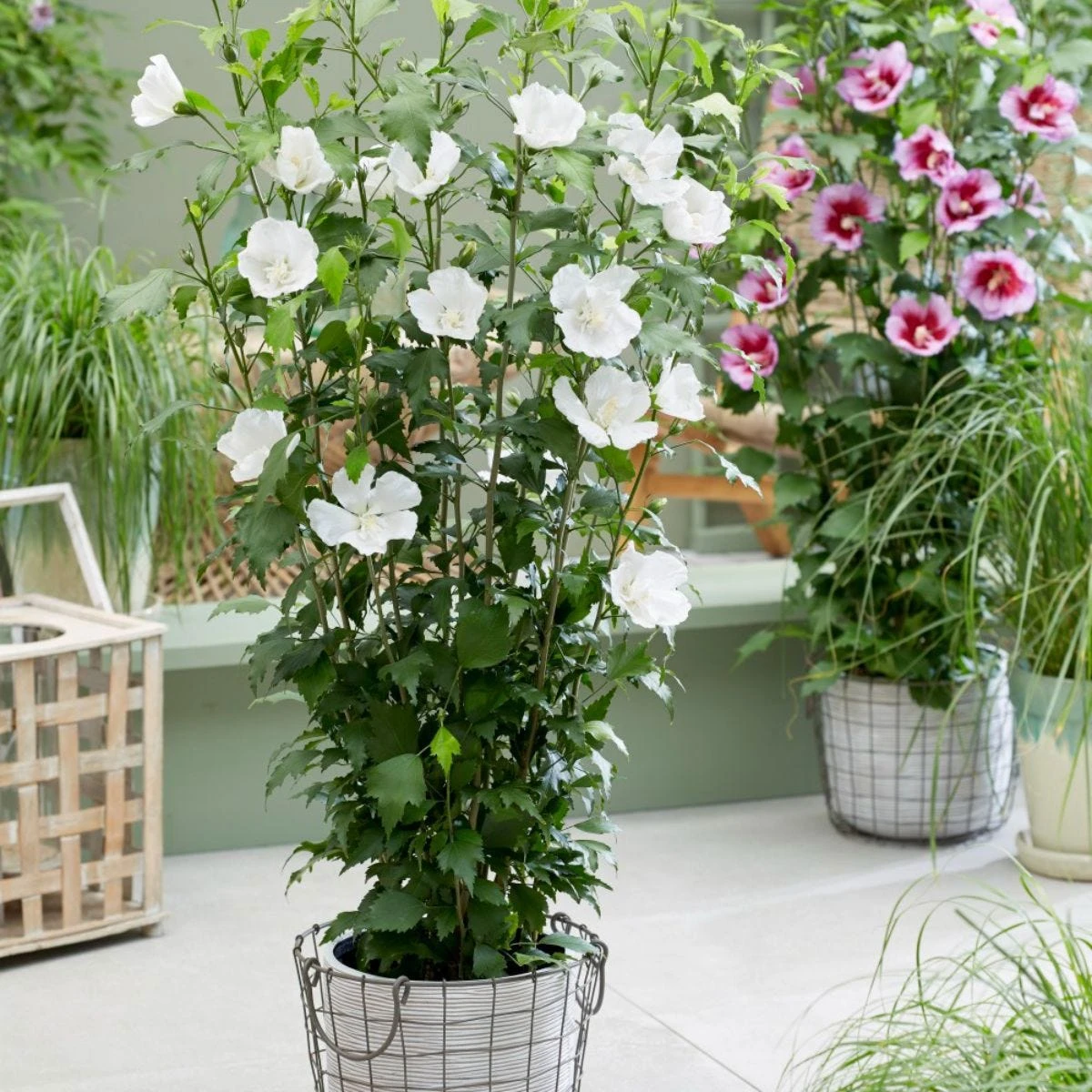 Thompson & Morgan Hibiscus Flower Tower White 9cm Pot X 2 1 Thompson & Morgan Hibiscus Flower Tower White 9cm Pot X 2