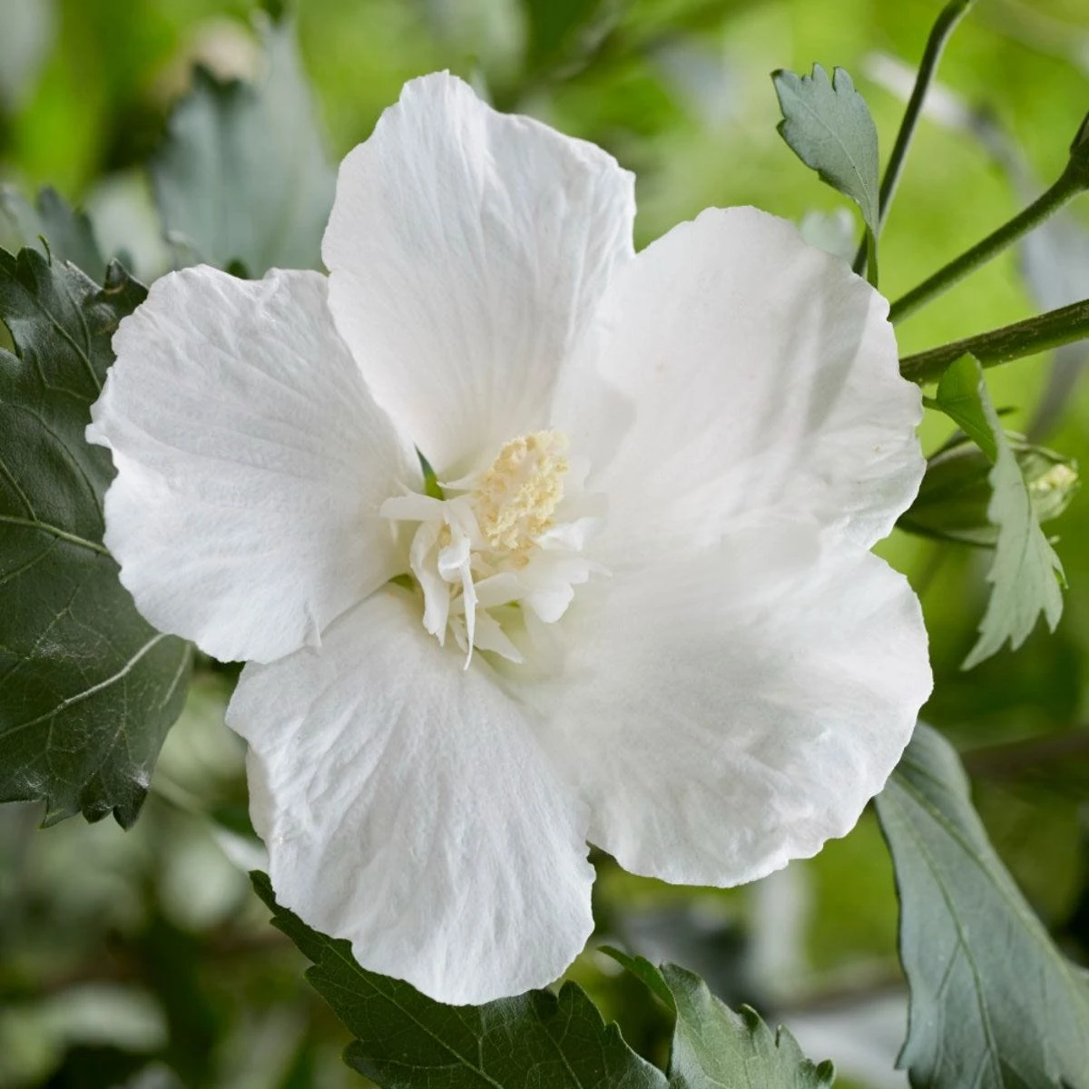 Thompson & Morgan Hibiscus Flower Tower White 9cm Pot X 2 2 Thompson & Morgan Hibiscus Flower Tower White 9cm Pot X 2 - Image 2