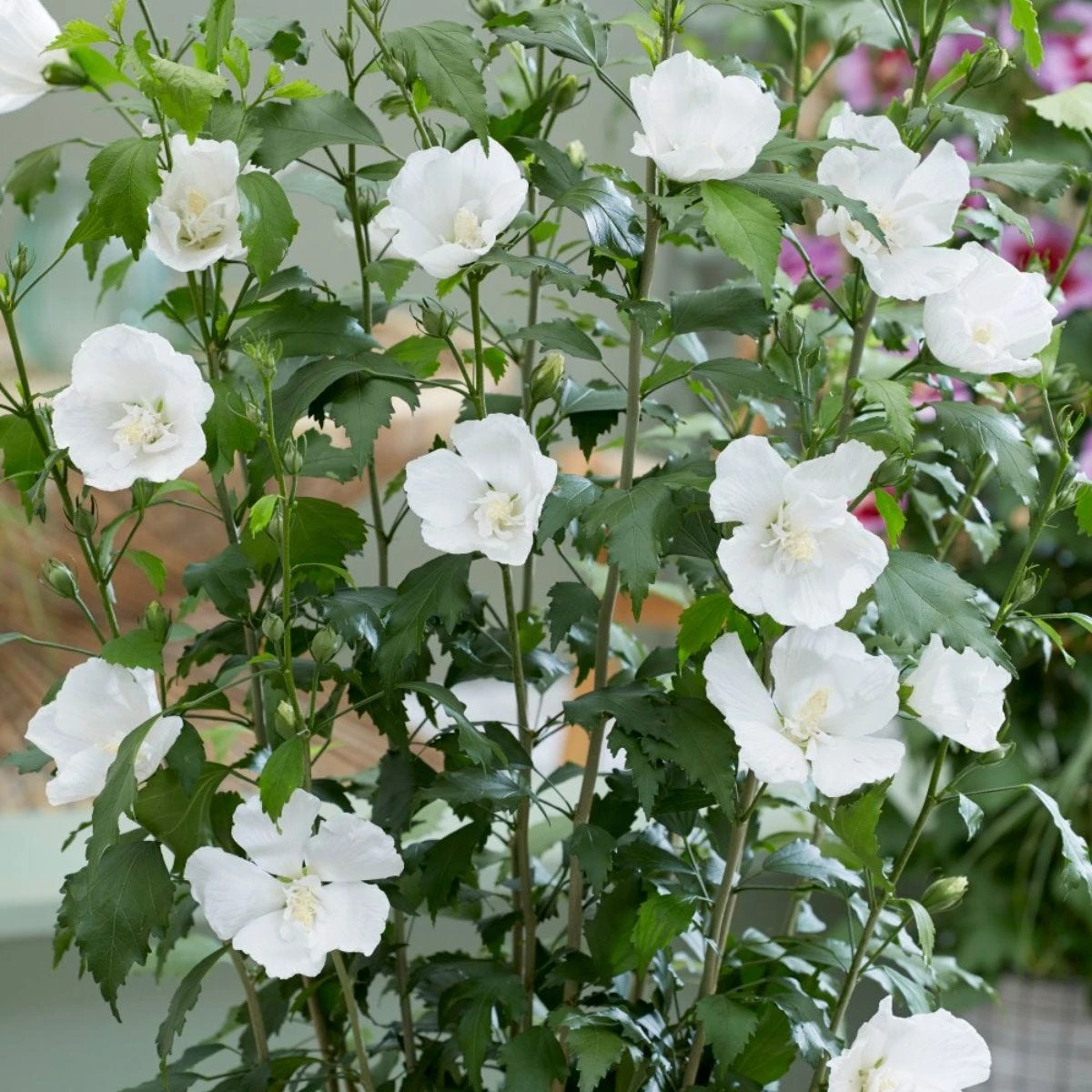 Thompson & Morgan Hibiscus Flower Tower White 9cm Pot X 2 3 Thompson & Morgan Hibiscus Flower Tower White 9cm Pot X 2 - Image 3