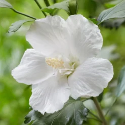 Thompson & Morgan Hibiscus Flower Tower White 9cm Pot X 2 7 Thompson & Morgan Hibiscus Flower Tower White 9cm Pot X 2 -Garden Tools Shop 395302 4 1