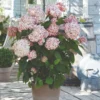 Thompson & Morgan Hydrangea Arb Candybelle Bubblegum 9cm Pot X 2