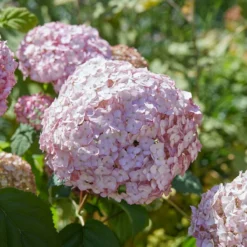 Thompson & Morgan Hydrangea Arb Candybelle Bubblegum 9cm Pot X 2 -Garden Tools Shop 395304 3 1