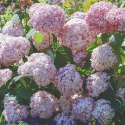 Thompson & Morgan Hydrangea Arb Candybelle Bubblegum 9cm Pot X 2 -Garden Tools Shop 395304 4 1
