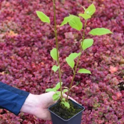 Thompson & Morgan Hydrangea Arb Candybelle Bubblegum 9cm Pot X 2 -Garden Tools Shop 395304 5 1
