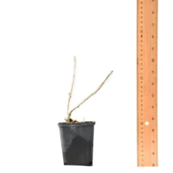 Thompson & Morgan Hydrangea Arb Candybelle Bubblegum 9cm Pot X 2 -Garden Tools Shop 395304 6 1