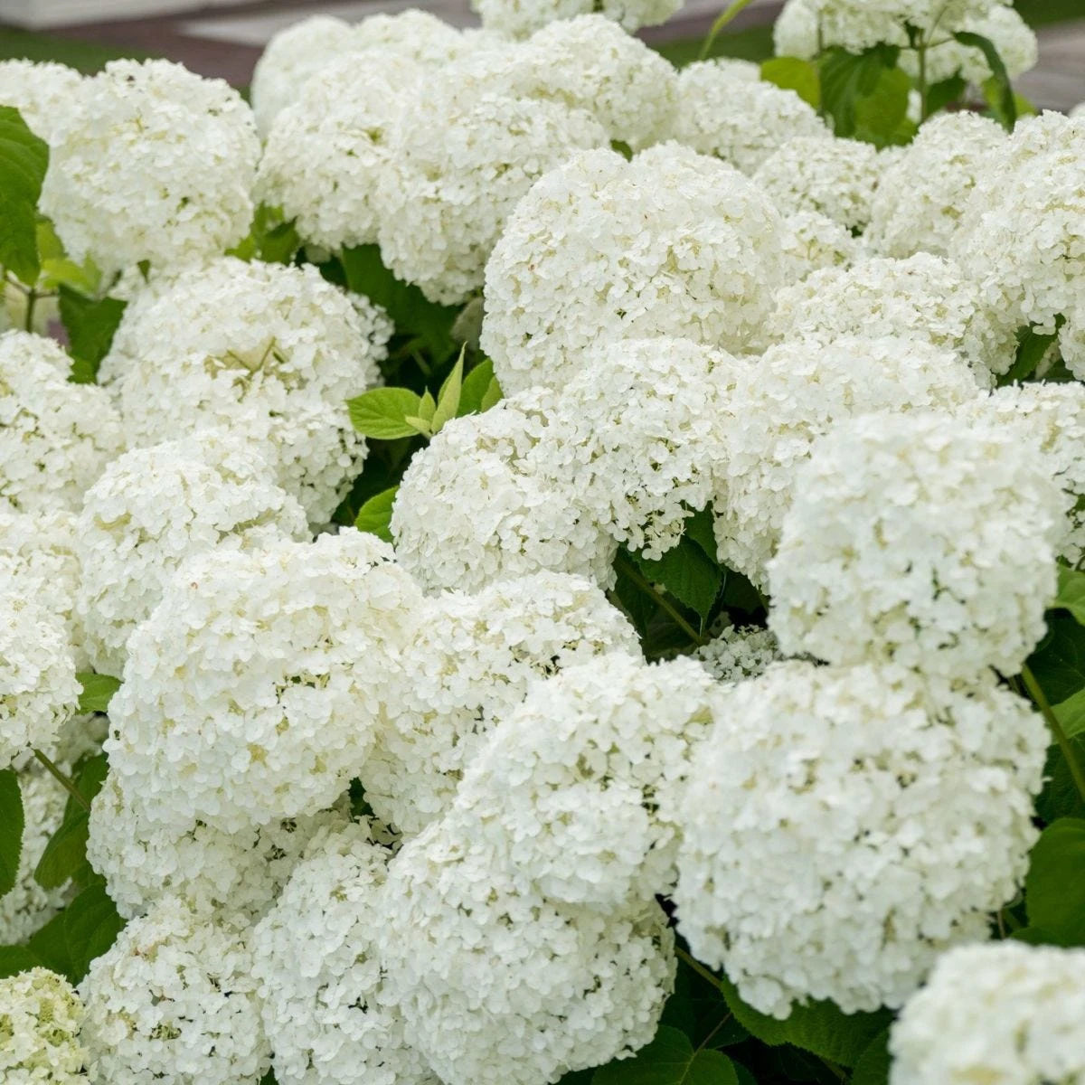 Thompson & Morgan Hydrangea Strong Annabelle 3 Litre Pot X 1 2 Thompson & Morgan Hydrangea Strong Annabelle 3 Litre Pot X 1 - Image 2