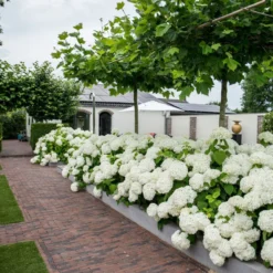 Thompson & Morgan Hydrangea Strong Annabelle 3 Litre Pot X 2 -Garden Tools Shop 395308 3 1