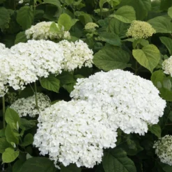 Thompson & Morgan Hydrangea Strong Annabelle 3 Litre Pot X 2 -Garden Tools Shop 395308 4 1
