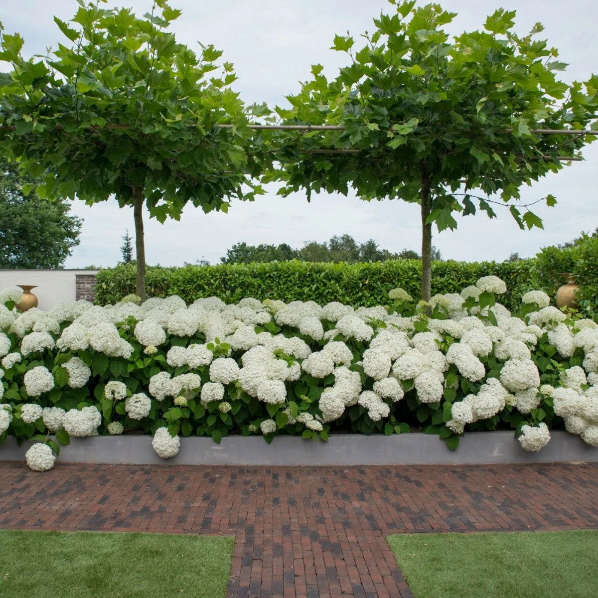 Thompson & Morgan Hydrangea Strong Annabelle 3 Litre Pot X 1 5 Thompson & Morgan Hydrangea Strong Annabelle 3 Litre Pot X 1 - Image 5