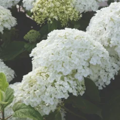 Thompson & Morgan Hydrangea Strong Annabelle 3 Litre Pot X 2 -Garden Tools Shop 395308 6 1