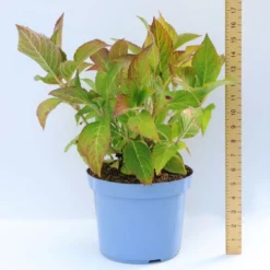 Thompson & Morgan Hydrangea Strong Annabelle 3 Litre Pot X 1 13 Thompson & Morgan Hydrangea Strong Annabelle 3 Litre Pot X 1 -Garden Tools Shop 395308 7