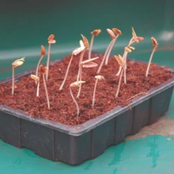 Thompson & Morgan Incredicoir Compost Pack X 6 -Garden Tools Shop 395310 3 2