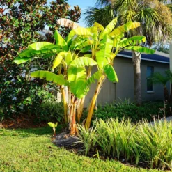 Thompson & Morgan Japanese Banana - Musa Basjoo 15cm X 1