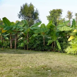 Thompson & Morgan Japanese Banana - Musa Basjoo 15cm X 2 -Garden Tools Shop 395313 3 1