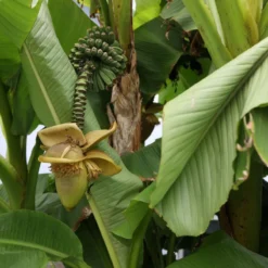 Thompson & Morgan Japanese Banana - Musa Basjoo 15cm X 2 -Garden Tools Shop 395313 4 1
